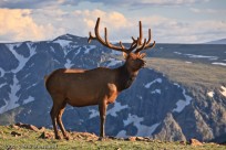 bull, elk, tundra, wildlife